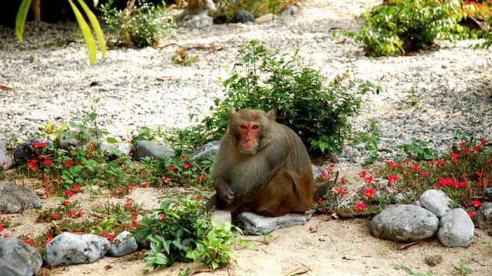 Tham quan đảo khỉ nơi có rất nhiều cây dứa dại và khỉ